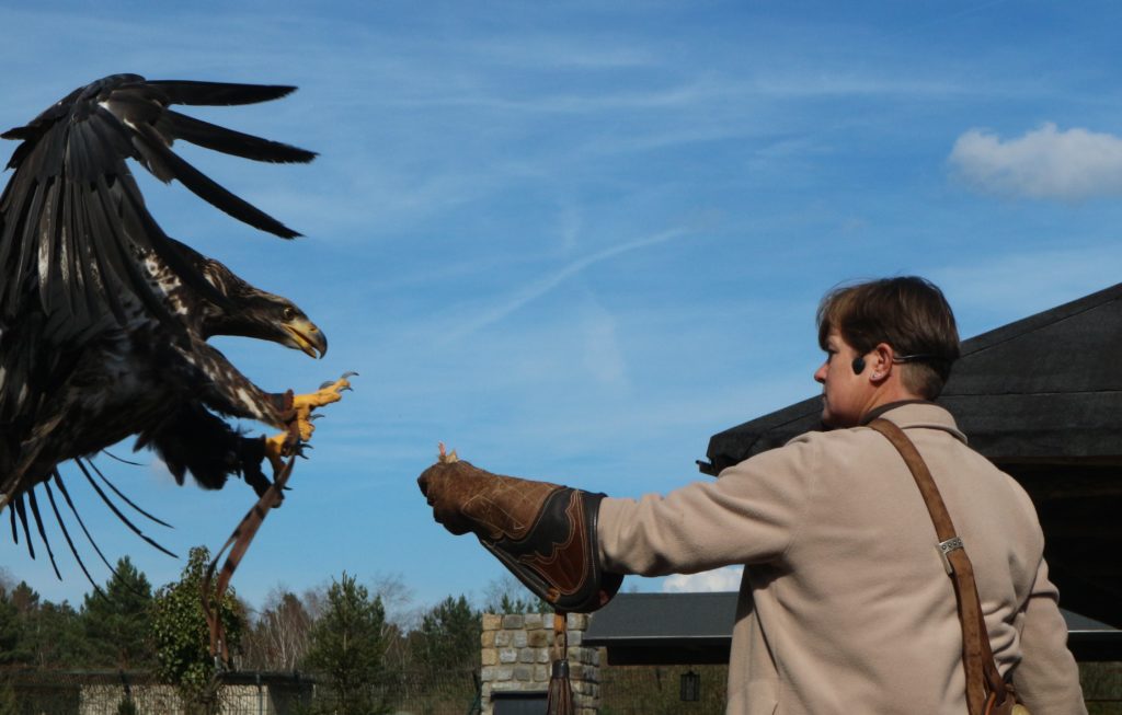 Weißkopfseeadler Falkenhof Potsdam