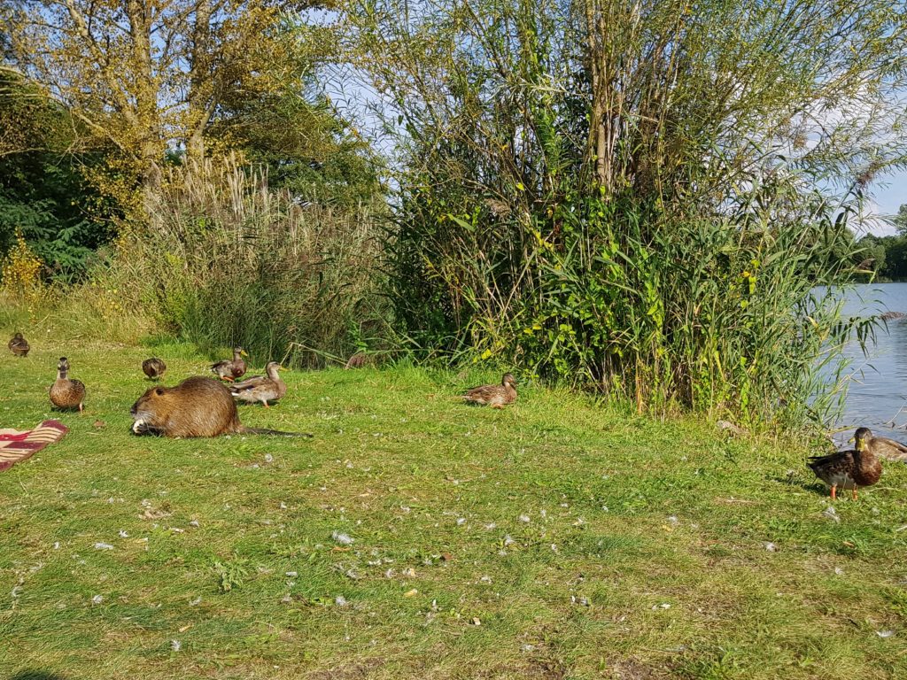 Bisamratte beim Picknick