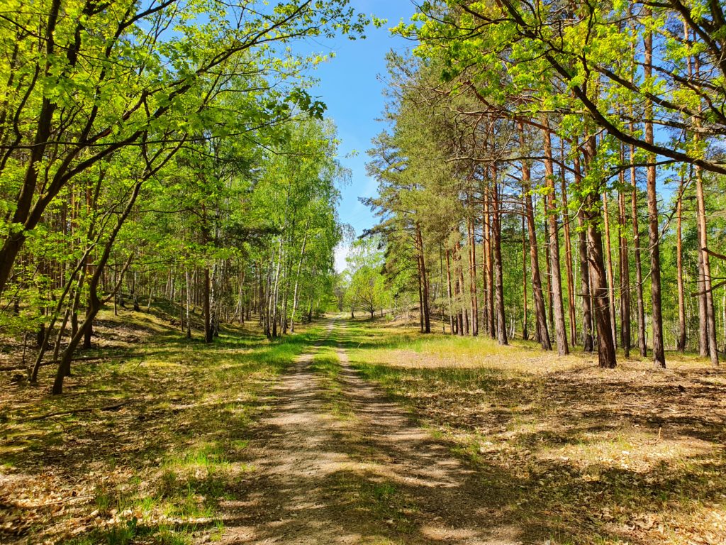 Wald zwischen Luckenwalde und Kloster Zinna